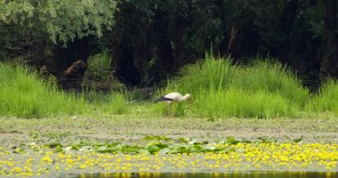 Bir leylek yiyecek aramak için bir göletin kıyısında yürüyor.