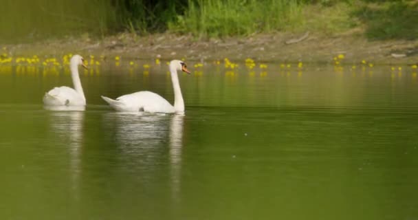 湖で泳いでいる一組のムートスワンの映像 — ストック動画