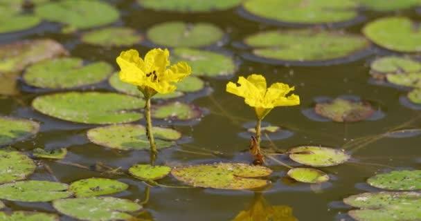 Крупним Планом Знімок Двох Жовтих Квітів Водяної Лілії Мурахами Одному — стокове відео