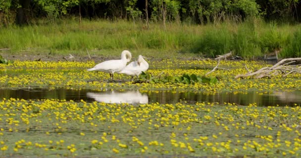 Pair Mute Swans Standing Muddy Ground Middle Pond Preen — Stock Video