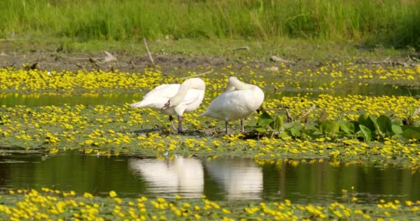 Mute Swans Standing Ground Middle Pond Preen Themselves — Stock Video