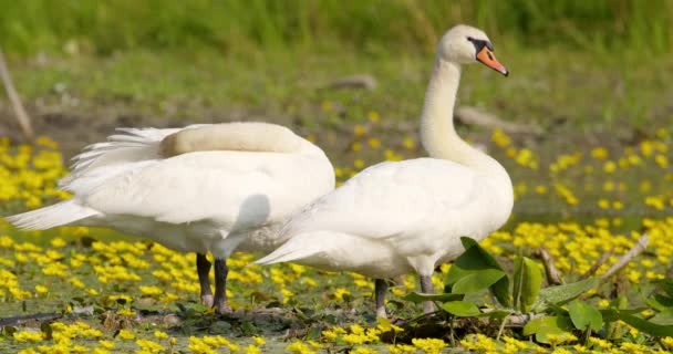 Close Mute Swans Standing Yellow Flowers — Stock Video
