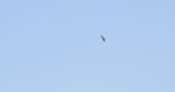 Кадры Летающей Птицы Ясном Голубом Небе — стоковое видео