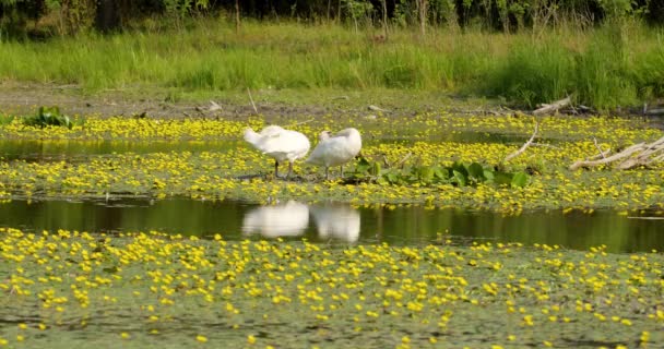 Cisnes Mudos Chão Feito Folhas Lírio Água Meio Lagoa — Vídeo de Stock