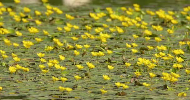 Beautiful Footage Many Yellow Flower Water Lilies Insects Flying Them — Stock Video