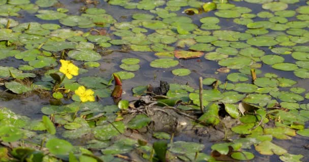 Листья Желтыми Цветами Пчелой Плавают Поверхности Неподвижной Воды — стоковое видео