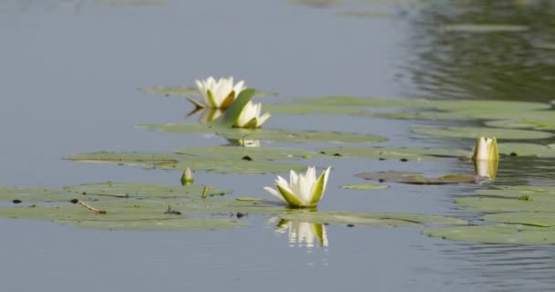 Крупним Планом Знімок Красивих Квітів Водяних Лілій Плавають Ставку — стокове відео