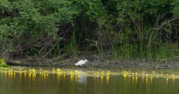 Weißreiher Watet Durch Teich Mit Gelben Blüten Und Blättern — Stockvideo