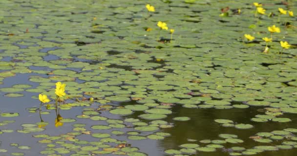 Прекрасні Кадри Водяних Лілій Воді Жовтими Квітами — стокове відео
