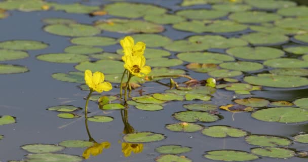 Close Shot Bee Fly Yellow Flowers Water Lily Pond — Stock Video