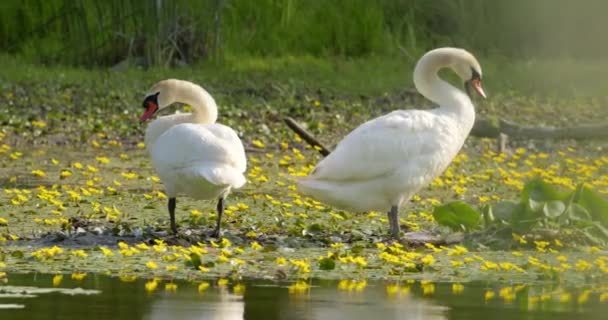 Mute Swans Stand Muddy Ground Covered Yellow Water Lilies Next — Stock Video
