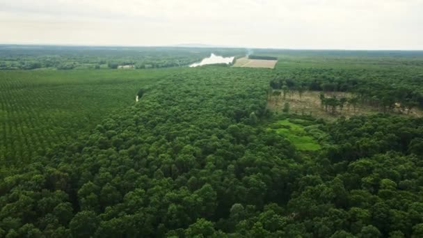 Ormanın Havadan Görünüşü Ağaç Kesilmesi Nedeniyle Ormansızlaşmış Bir Bölge — Stok video