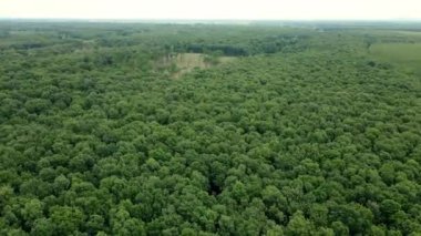 İnsansız hava aracı sadece birkaç ağacın olduğu bir ormanın içindeki açıklığa doğru uçuyor.