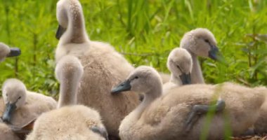 Yuvalarındaki sevimli yavru kuğuların yakın çekim görüntüleri.