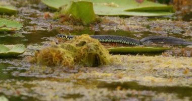 Yapraklar arasında bir gölette yüzen çim yılanının doğa görüntüleri.