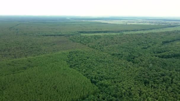 Vue Aérienne Bois Denses Par Temps Nuageux — Video