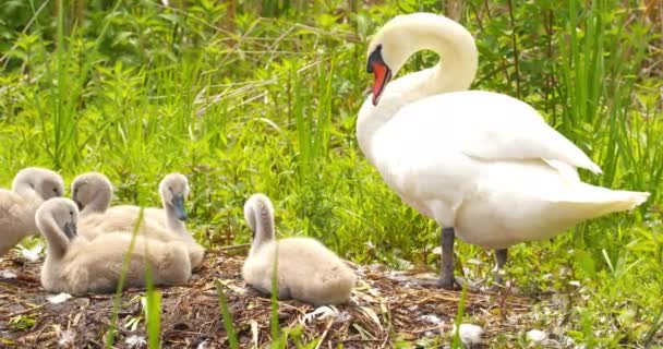 一只沉默的天鹅妈妈和它的孩子在鸟巢里做着准备 — 图库视频影像