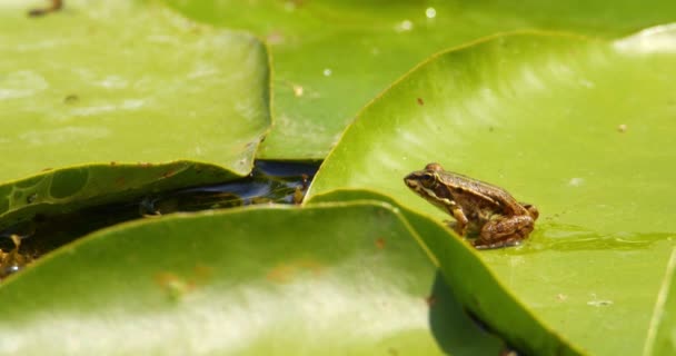 Small Brown Balkan Frog Standing Large Green Leaf Water Lily — Stock Video