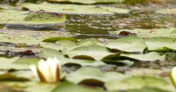 一条水蛇在大绿油油叶间的池塘里游动 — 图库视频影像