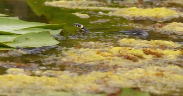 カメラは 池で速く泳ぎ 舌をフリックするように草の蛇に続きます — ストック動画