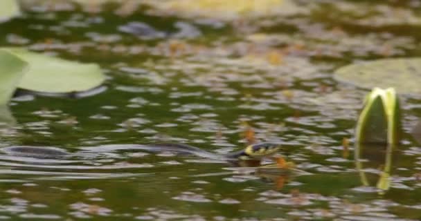 Κοντινό Πλάνο Πλάνα Κάμερα Ακολουθεί Γρασίδι Φίδι Κολύμπι Στη Λίμνη — Αρχείο Βίντεο