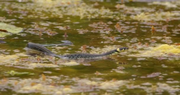 Közelkép Egy Füves Kígyó Úszik Tóban Mászik Nagy Levelek — Stock videók