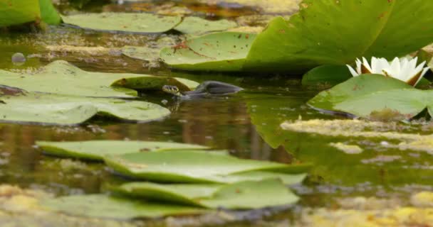 池の表面の葉の間に泳ぐ小さな草の蛇 — ストック動画
