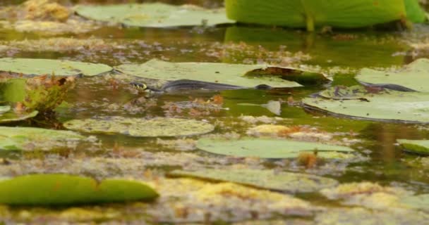 Травяная Змея Быстро Переплывает Озеро Покрытое Водными Растениями — стоковое видео