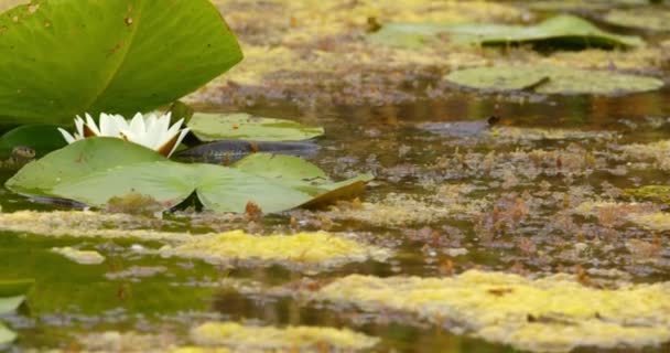 草の蛇は水のユリの間の池で泳ぎ 舌をフリック — ストック動画