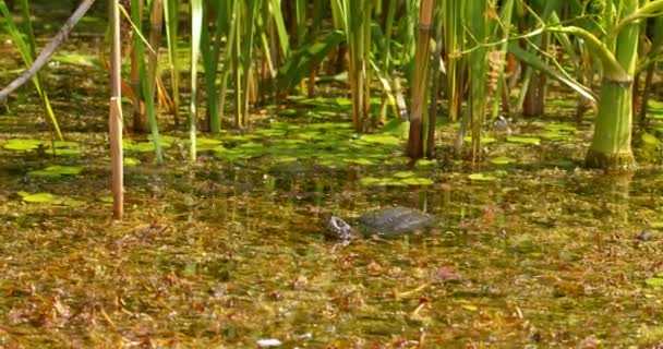 Naturbilder Europeiska Dammar Med Sköldpadda Vatten Omgivna Vass — Stockvideo