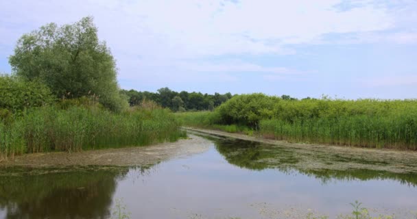 青空の池の端に成長するリードの広い角度の自然映像 — ストック動画