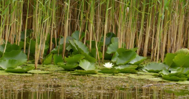 Güzel Beyaz Zambağı Büyük Yeşil Yapraklar Sazlıkların Önündeki Gölette — Stok video