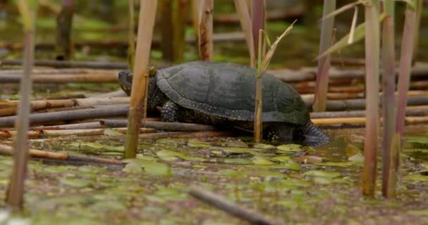 Närbild Europeiska Damm Sköldpadda Stå Brutna Torra Vass Dammen — Stockvideo