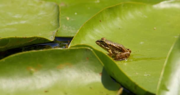 Small Balkan Frog Sitting Still Large Water Lily Leaf Jumping — Stock Video