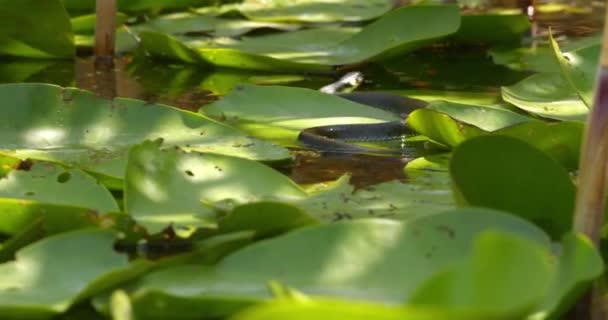 草蛇在池塘绿水百合花叶上游动的影像 — 图库视频影像