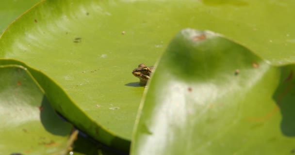 可爱的巴尔干小青蛙静坐在绿色的大百合花叶上 — 图库视频影像