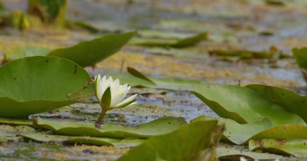 Small White Water Lily Flower Leaves Pond — Stock Video