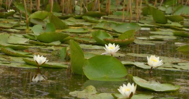 Green Leaves Beautiful White Flowers Water Lilies Float Pond — Stock Video