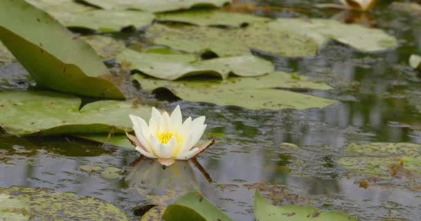 Idyllic Footage White Water Lily Reflected Pond Surface — Stock Video
