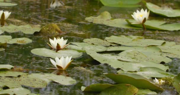 White Water Lily Flowers Calm Water Pond — Stock Video