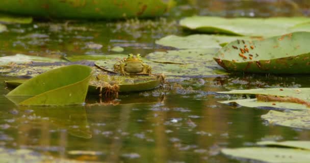 Nilüfer Yaprağına Konmuş Yeşil Balkan Kurbağasının Görüntüsü — Stok video