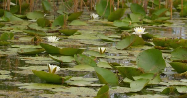 Natural Lake Full White Water Lilies — Stock Video