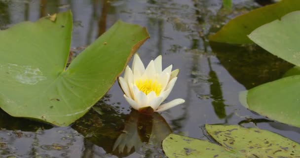 Beautiful Close Footage White Water Lily Pond — Stock Video