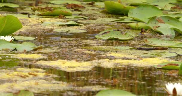 Grass Snake Swim White Water Lilies Pond — Stock Video