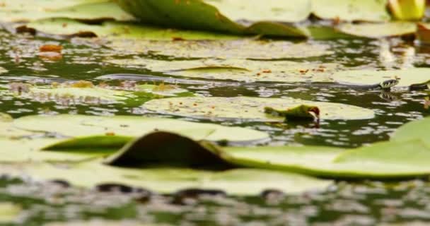 Травяная Змея Плавает Пруду Между Большими Листьями Водяных Лилий — стоковое видео