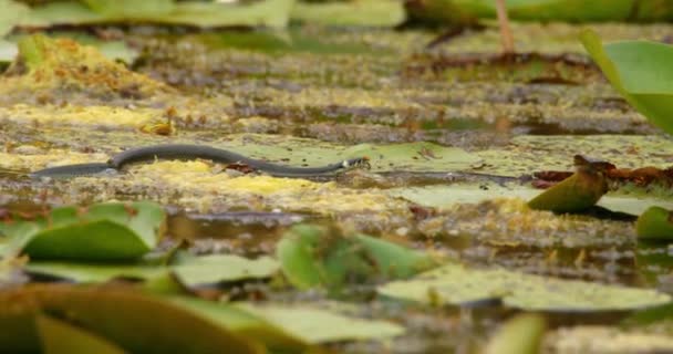 水生植物がいっぱいの池で泳ぐ草の蛇 — ストック動画