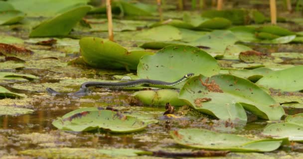 池に水のユリの大きな葉にクロールする草の蛇 — ストック動画