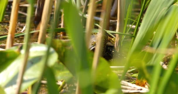 Europese Vijverschildpad Verborgen Riet Gras — Stockvideo