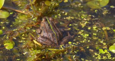 Balkan kurbağasının arkadan göldeki yakın çekimi