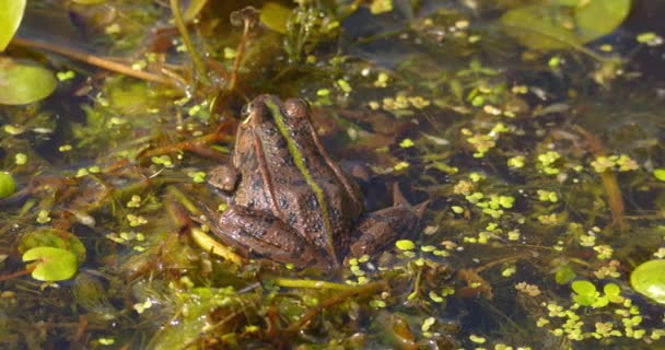 Close Shot Balkan Frog Pond — Stock Video